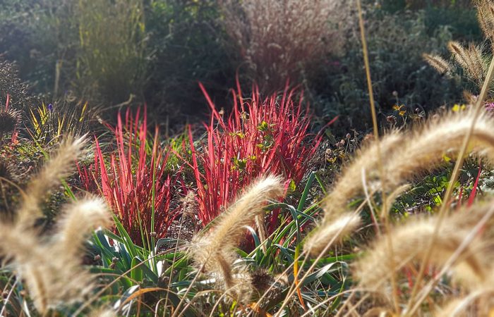 sviluppo di giardino informale (2)