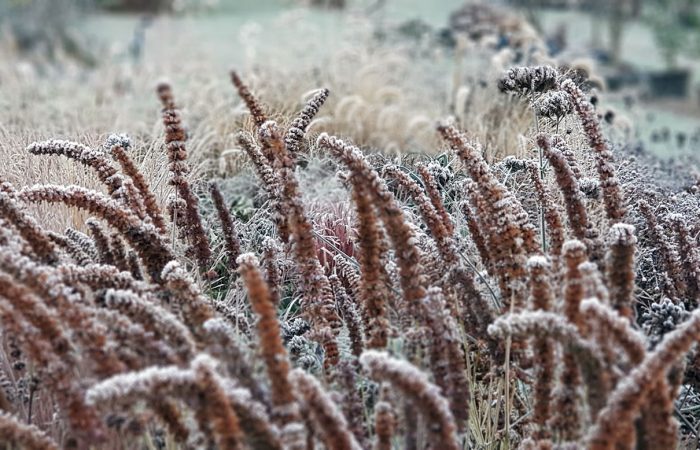 sviluppo di giardino informale (3)