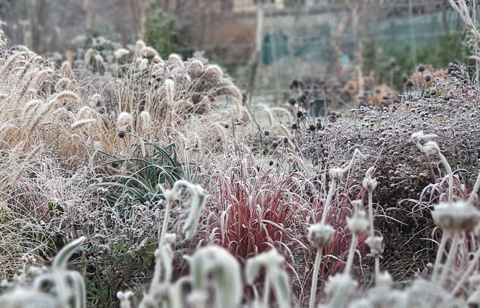 sviluppo di giardino informale (4)