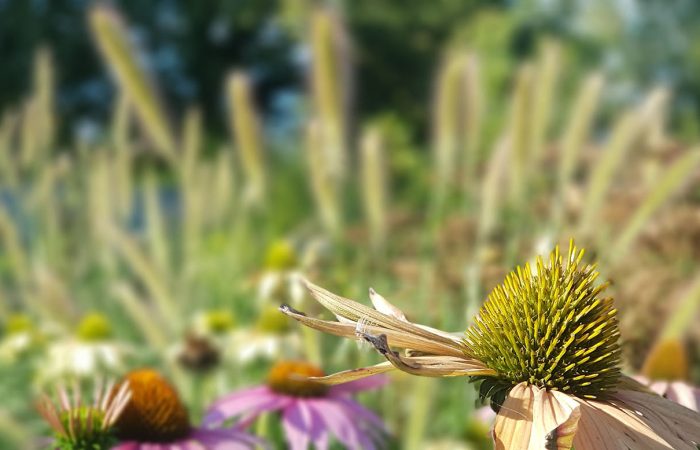 sviluppo di giardino informale agosto (2)