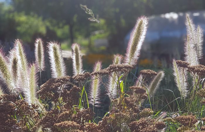 sviluppo di giardino informale agosto (3)