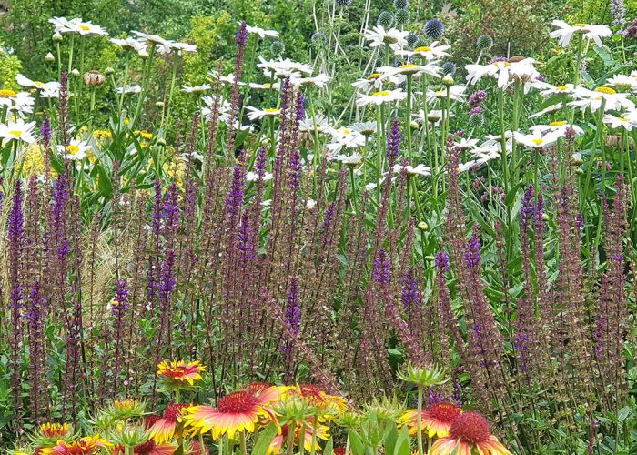 sviluppo giardino informale luglio (2)