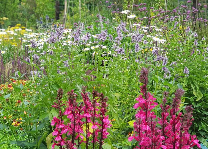 sviluppo giardino informale luglio (4)