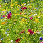 Il Tappeto Erboso: protagonista assoluto del Giardino oppure tassello utile ma non fondamentale?