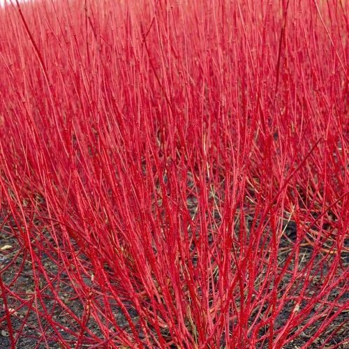 Cornus-Alba-Sibirica-rami