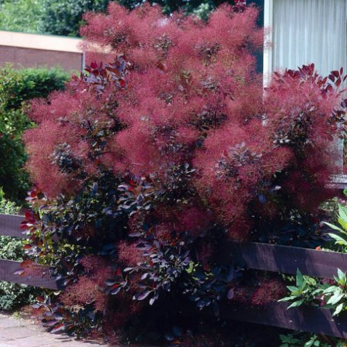 Cotinus coggygria Royal Purple