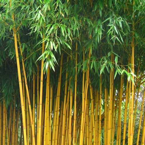 phyllostachys aureosulcata aureocaulis