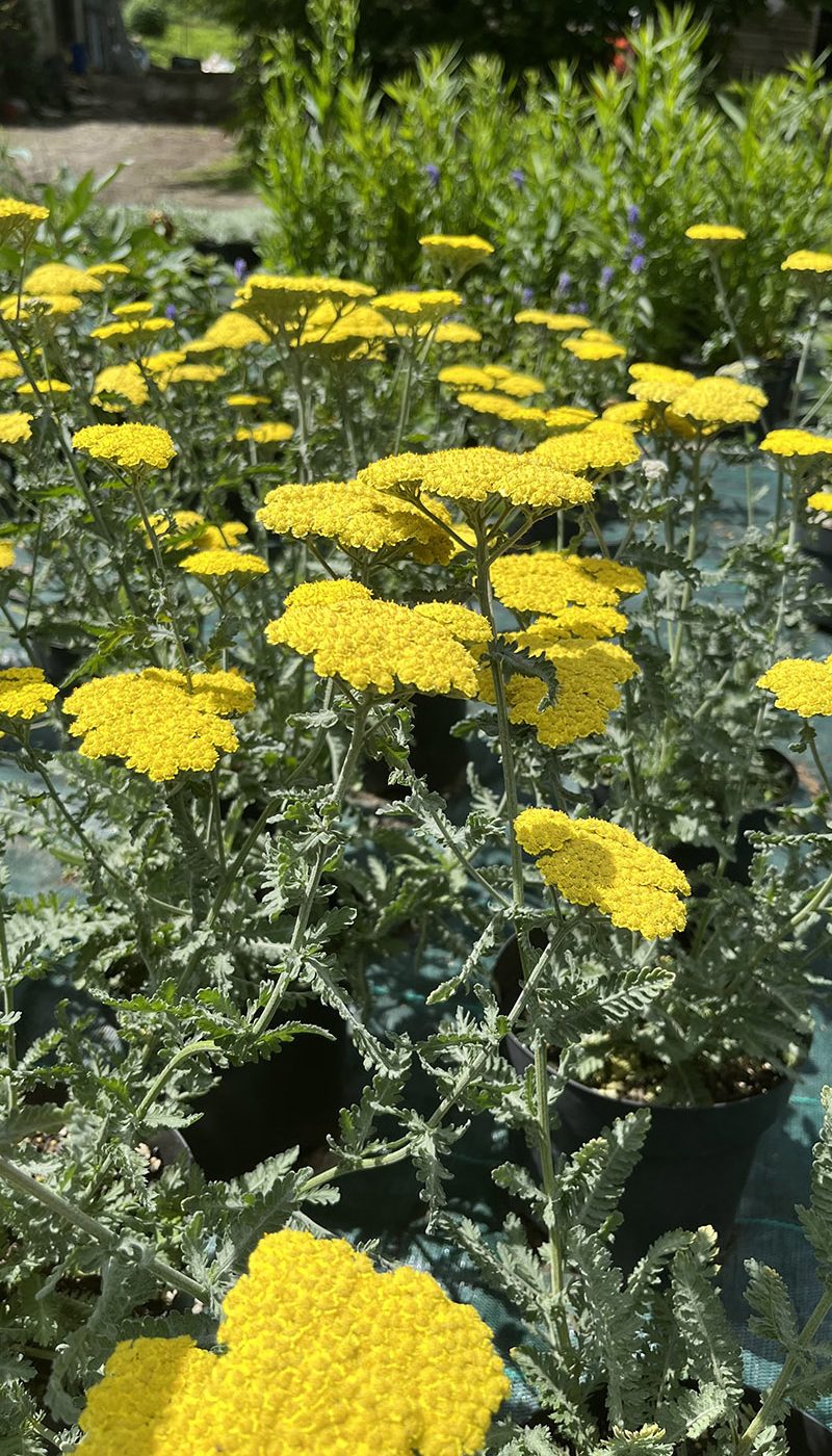 Achillea filipendulina