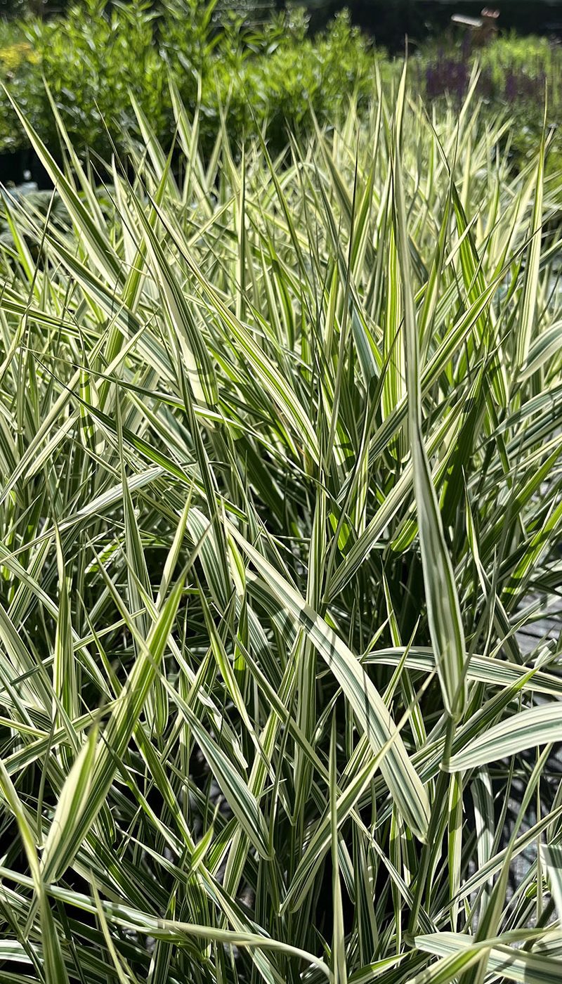 Arundo donax