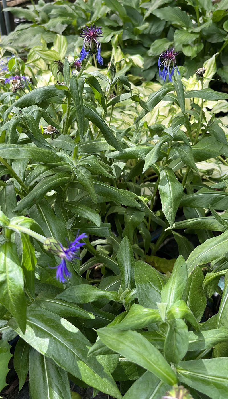 Centaurea montana