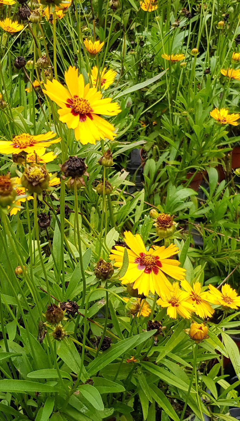 Coreopsis grandiflora