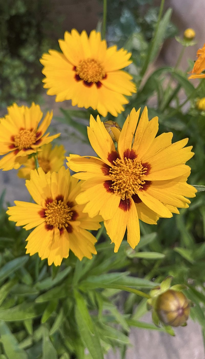 Coreopsis grandiflora