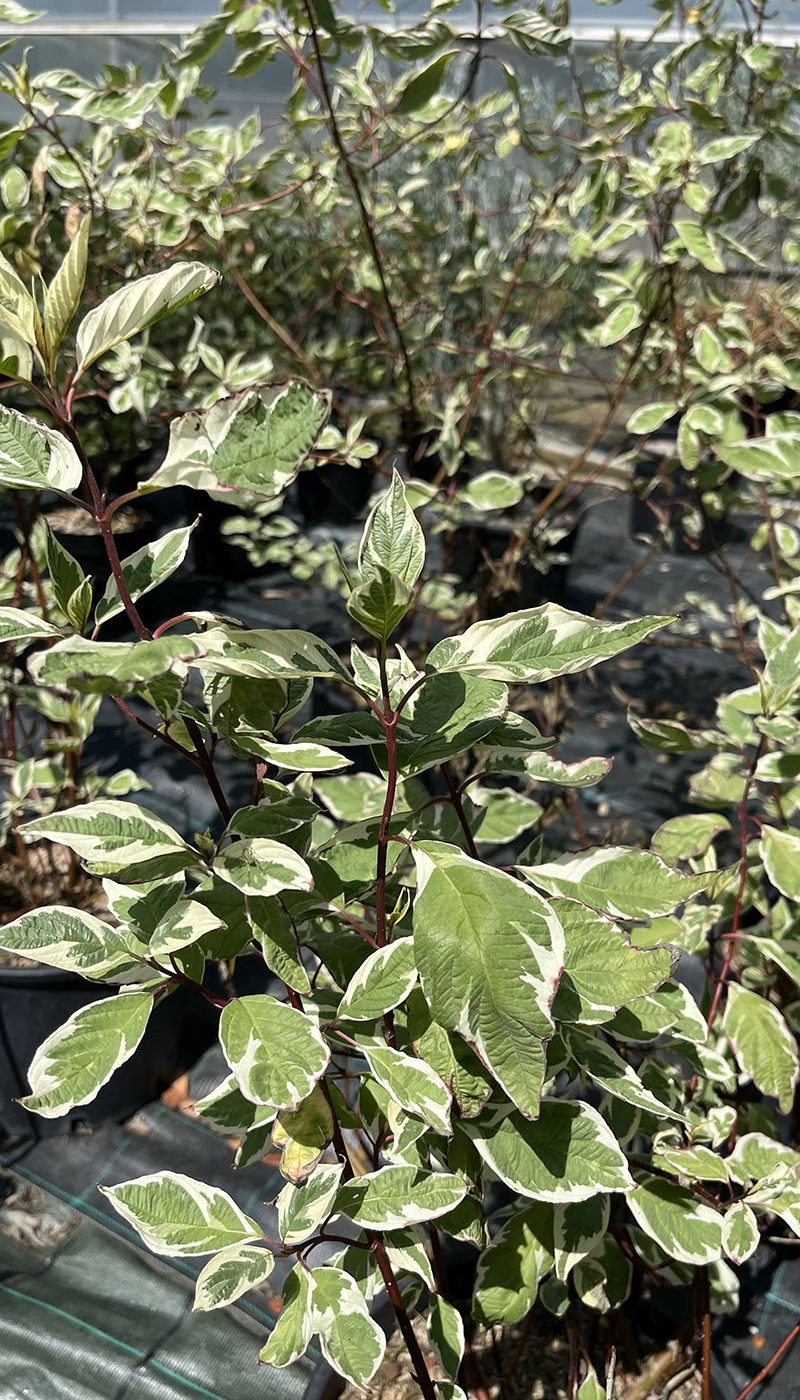 Cornus alba sibirica elegantissima