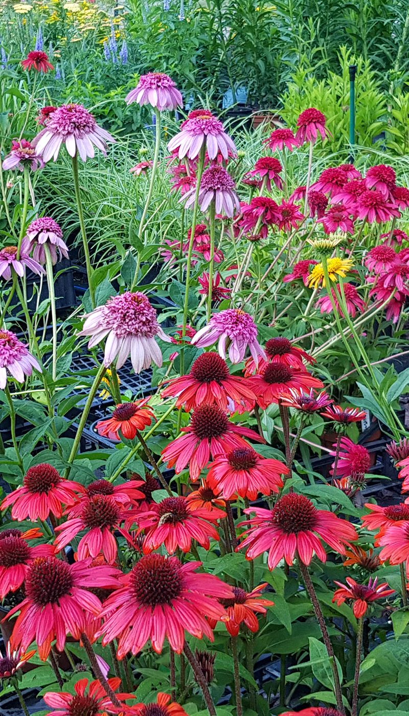 Echinacea purpurea