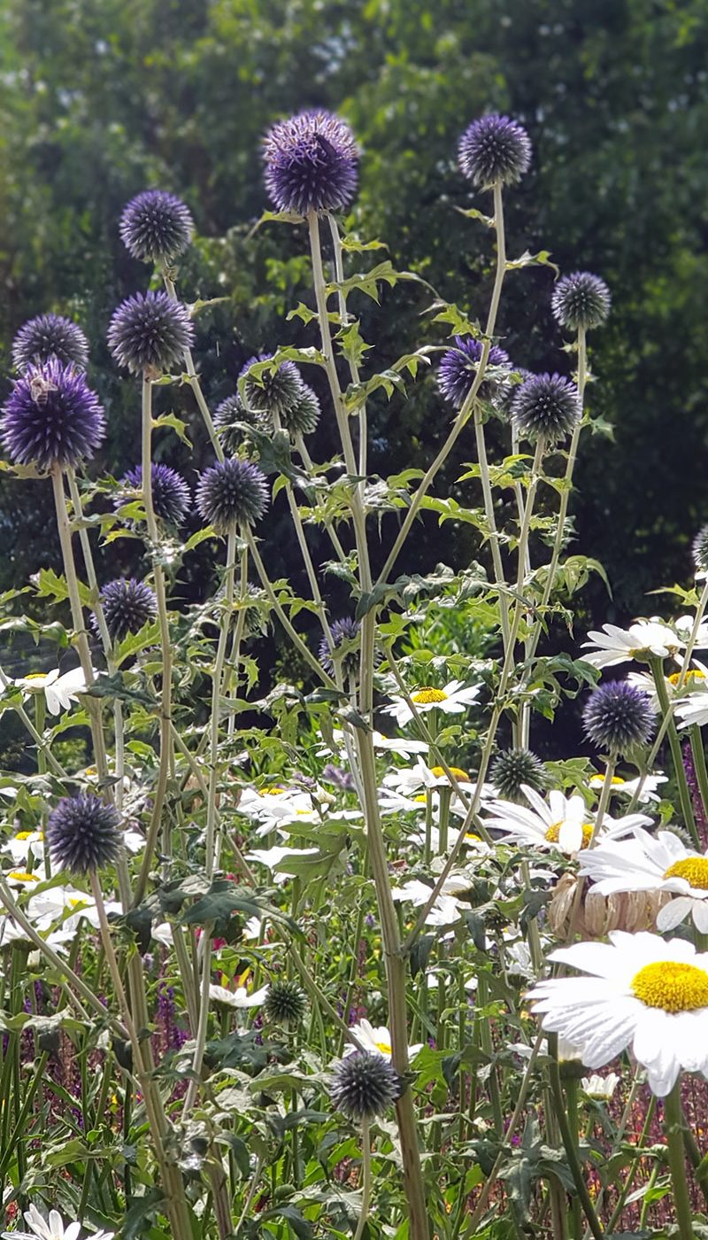 Echinops