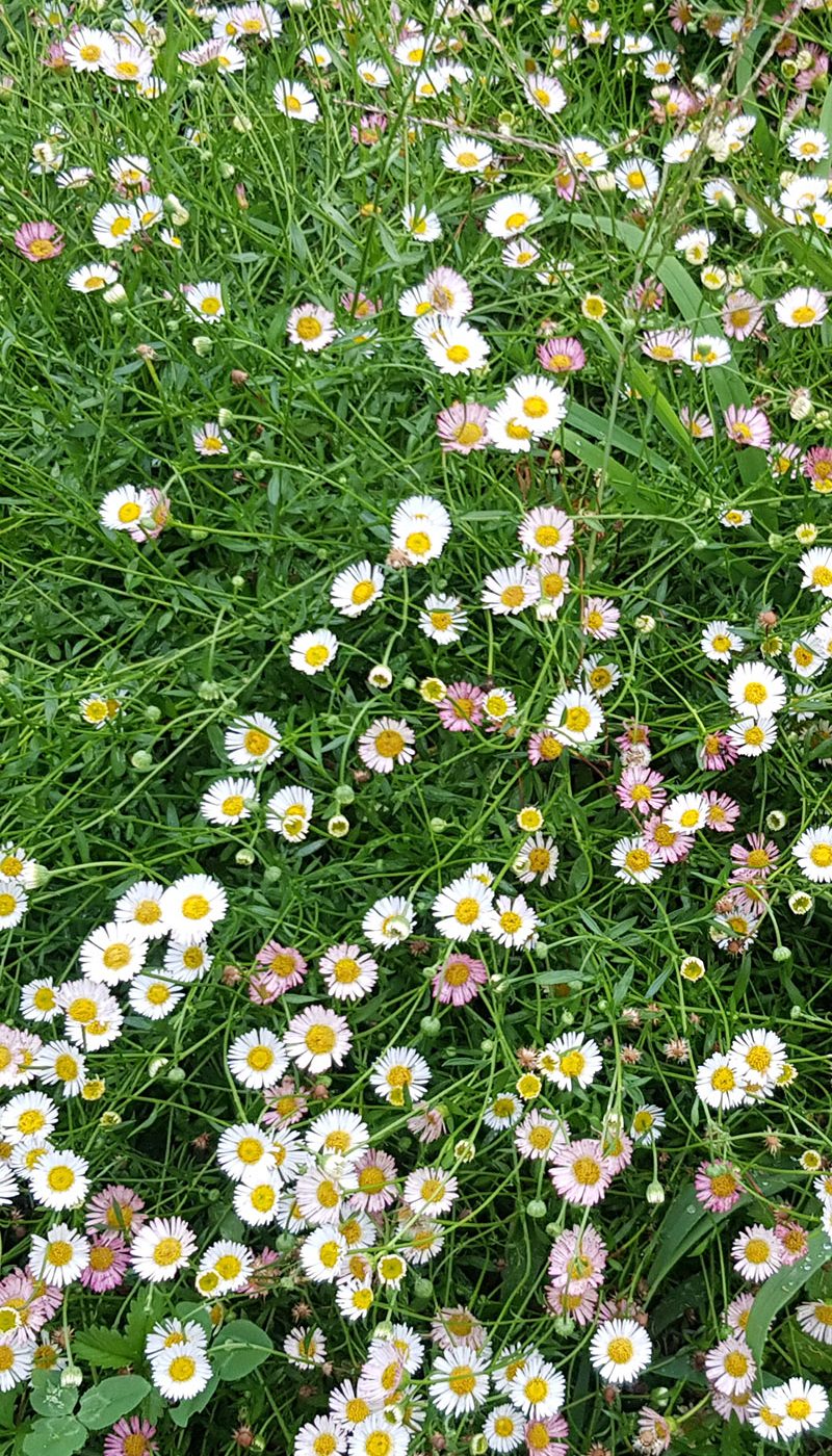 Erigeron karvinskianus