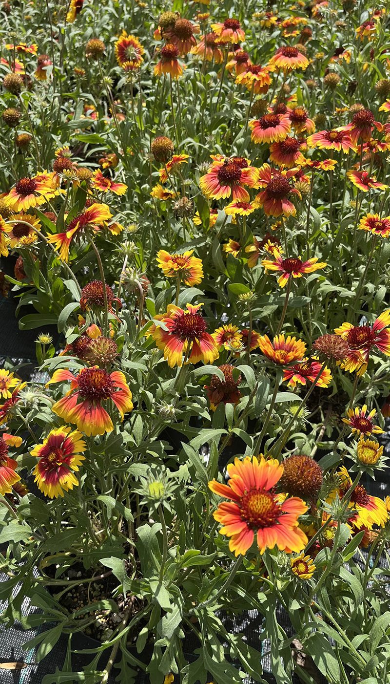 Gaillardia Aristata