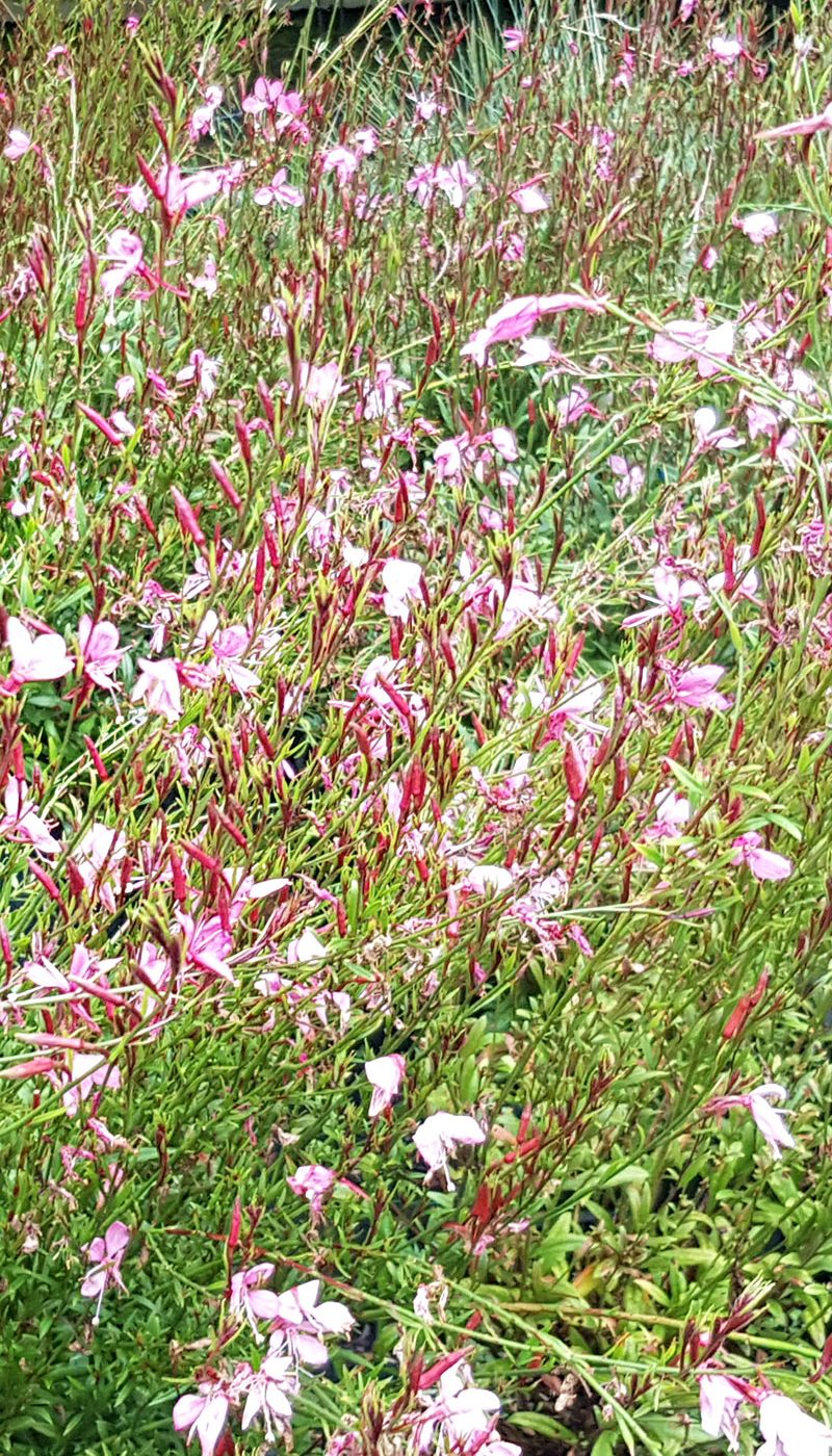 Gaura