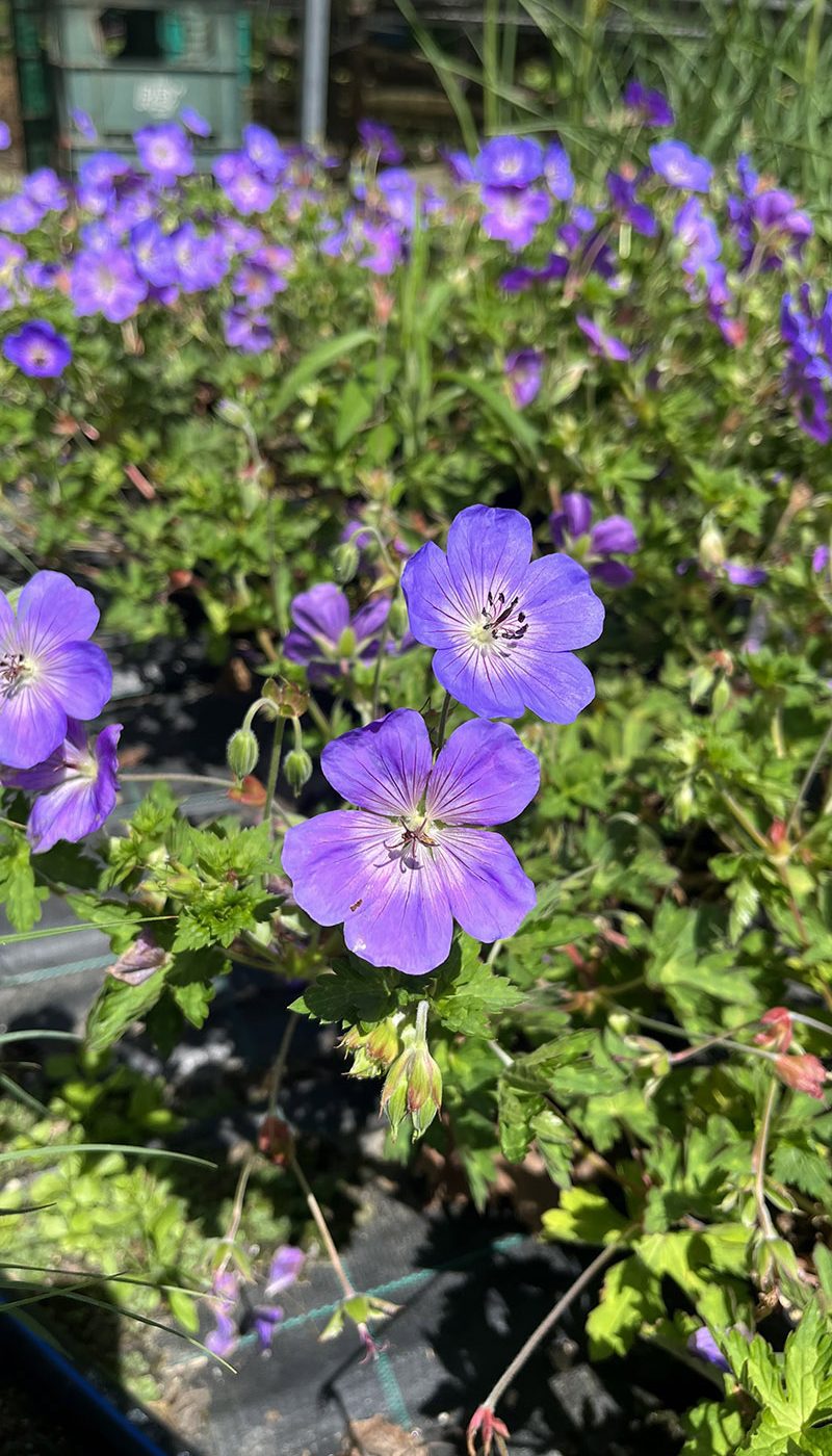 Geranium Rozanne