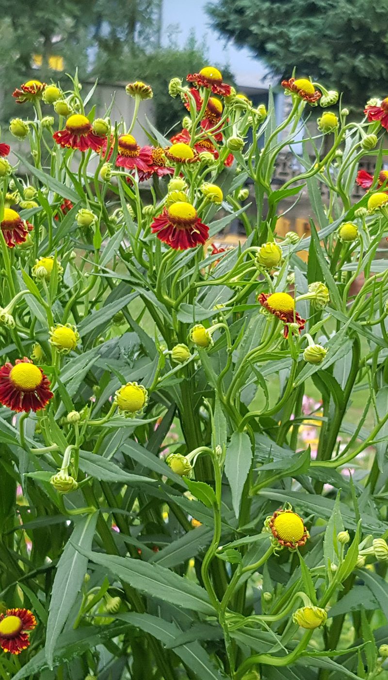 Helenium Autumnale