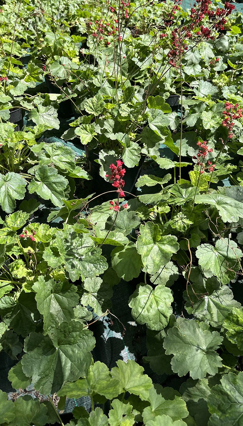 Heuchera sanguinea