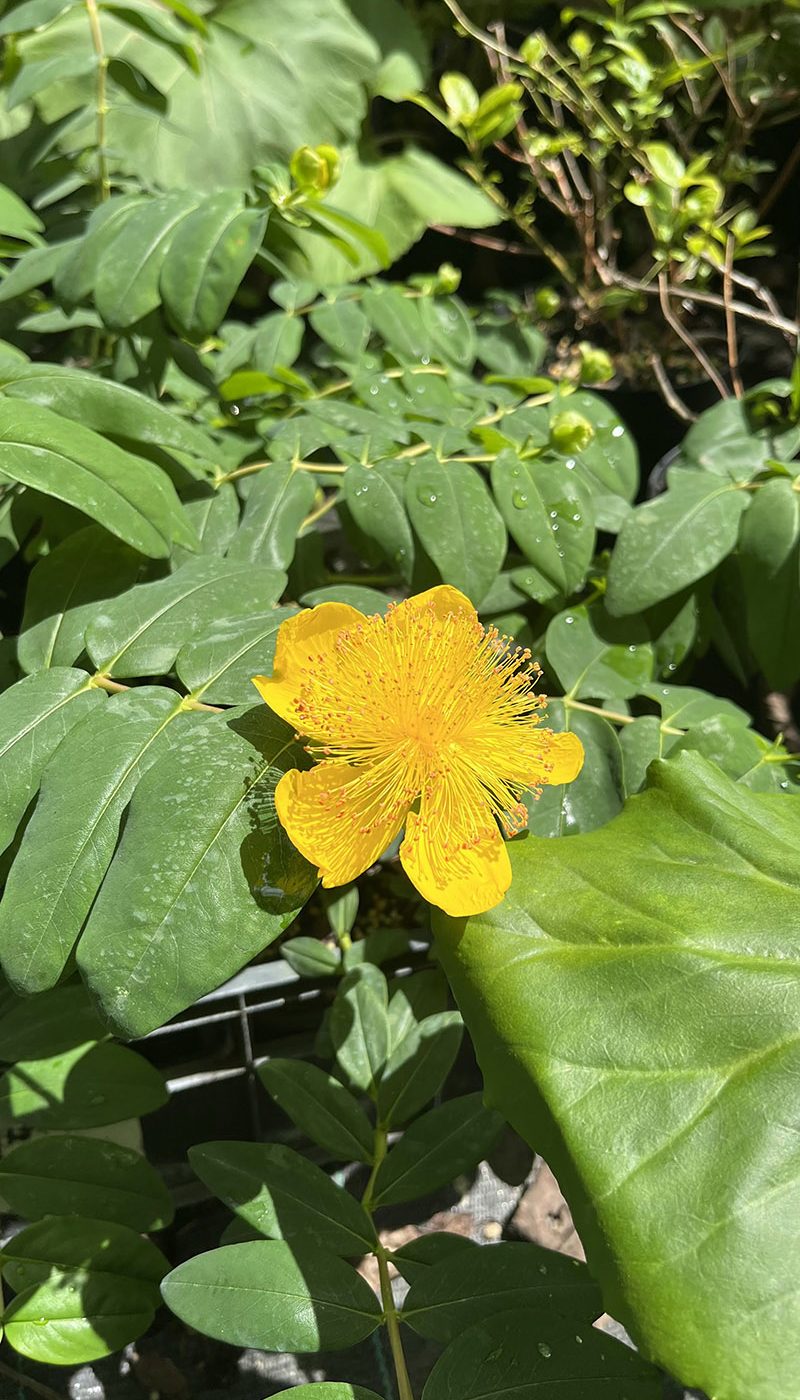 Hypericum calicinum