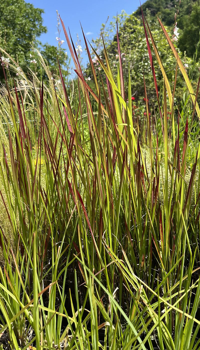 Imperata cilindrica