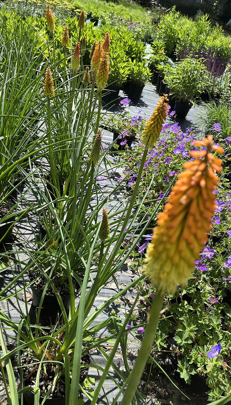 Kniphofia uvaria