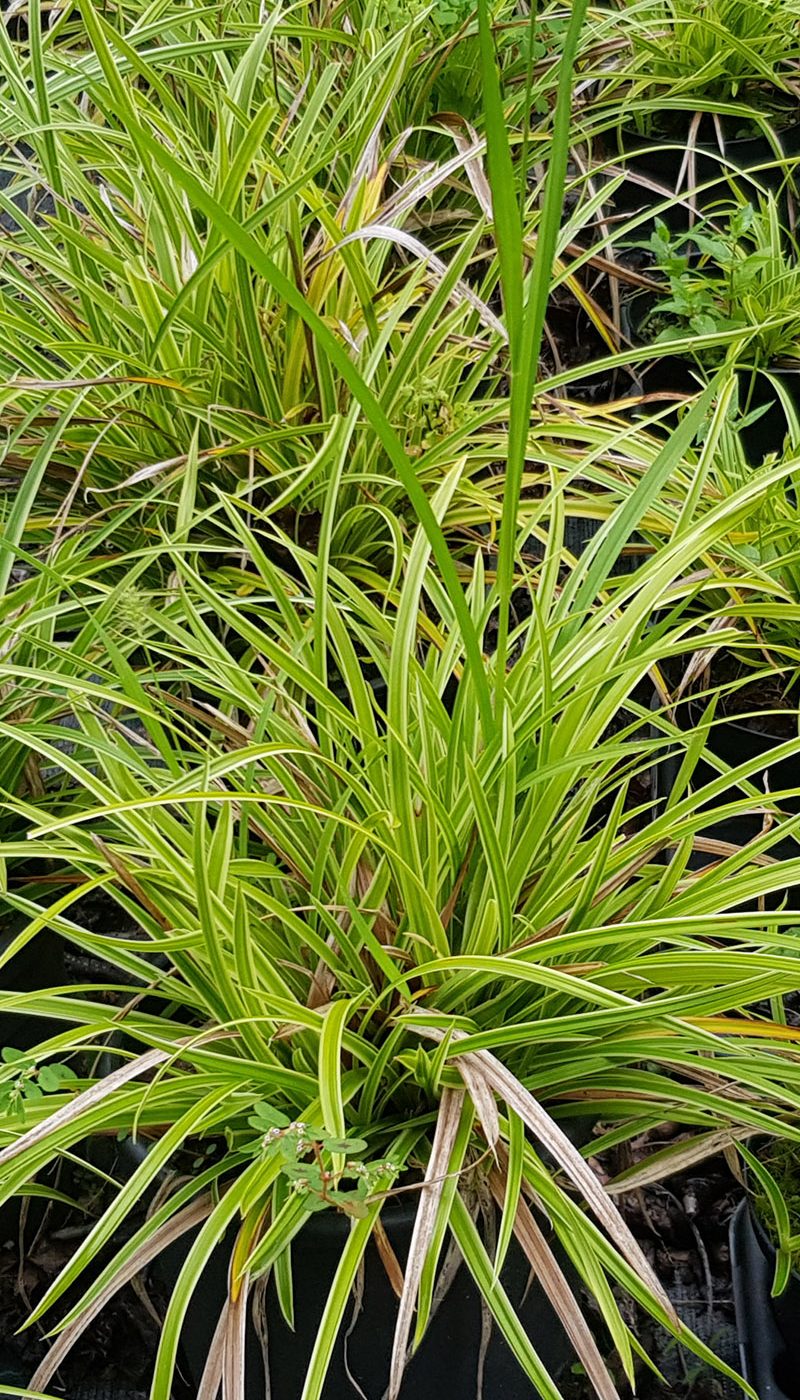 Liriope Muscari