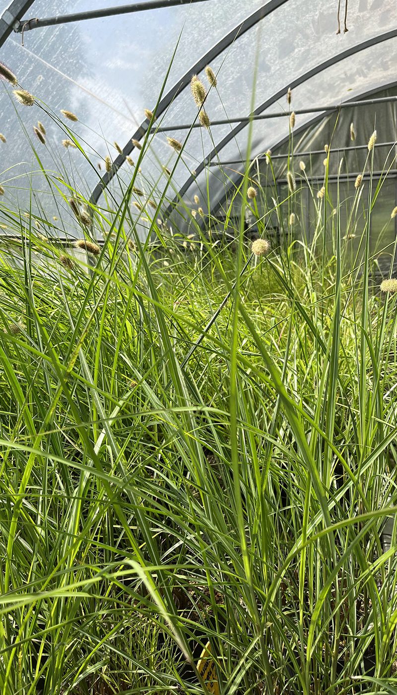 Pennisetum thumbergii red button