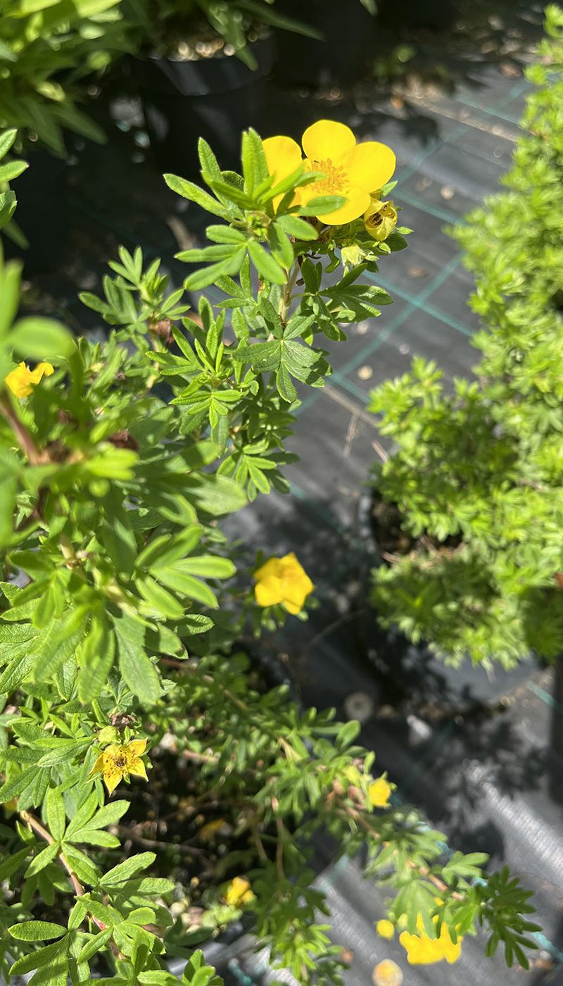 Potentilla fruticosa kobold