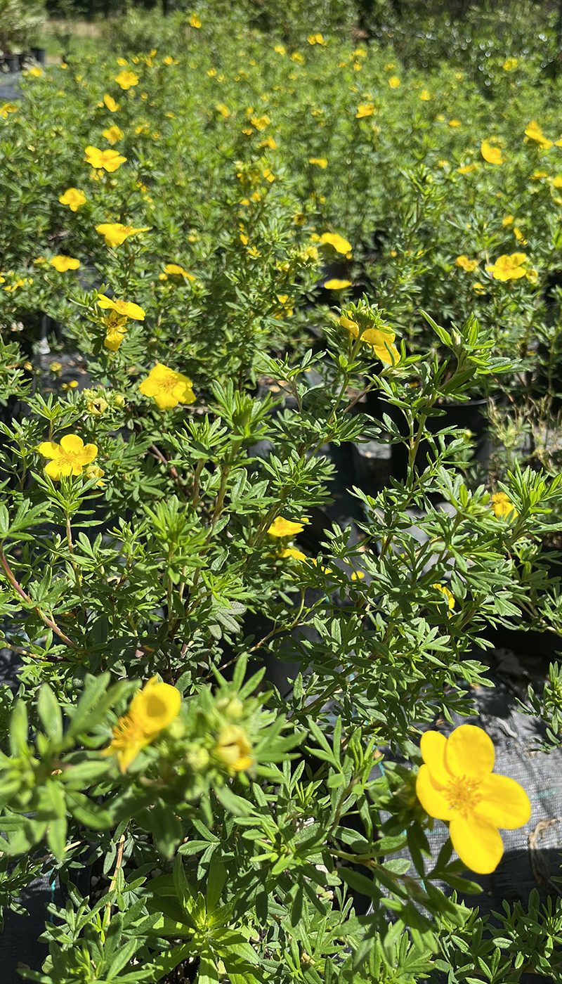 Potentilla fruticosa kobold