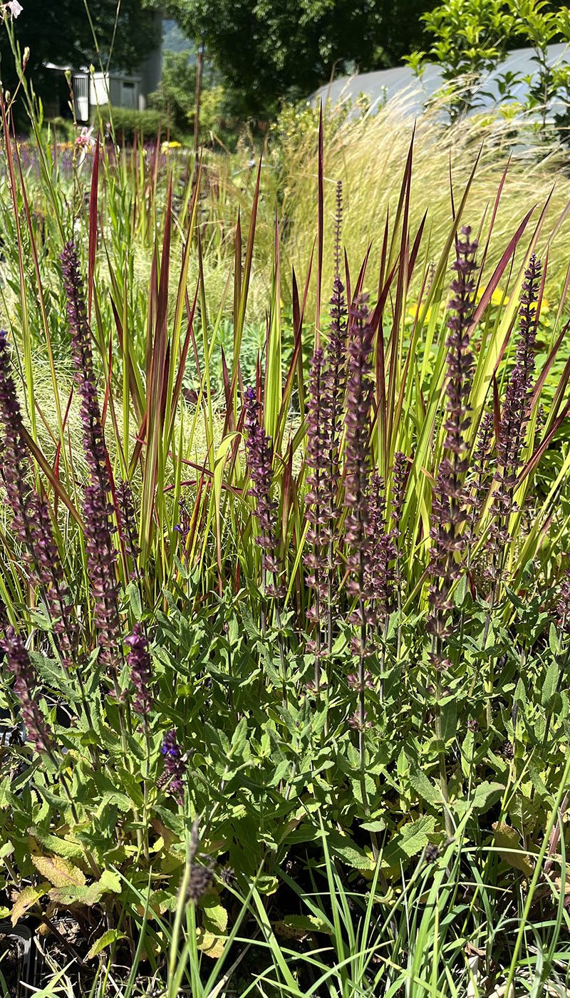 Salvia nemorosa