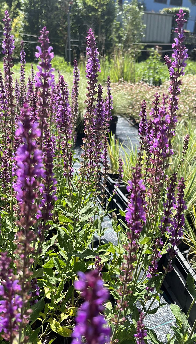 Salvia nemorosa