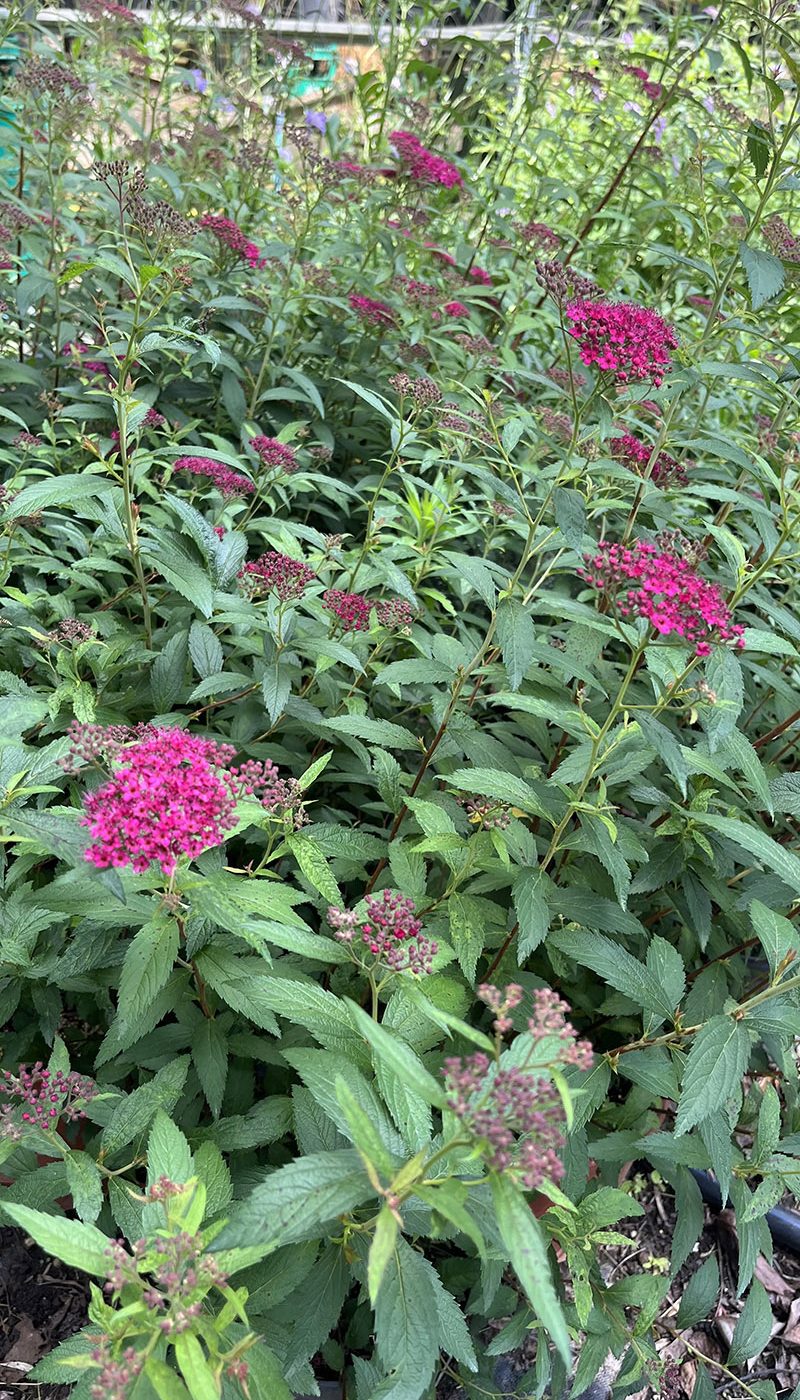 Spirea japonica