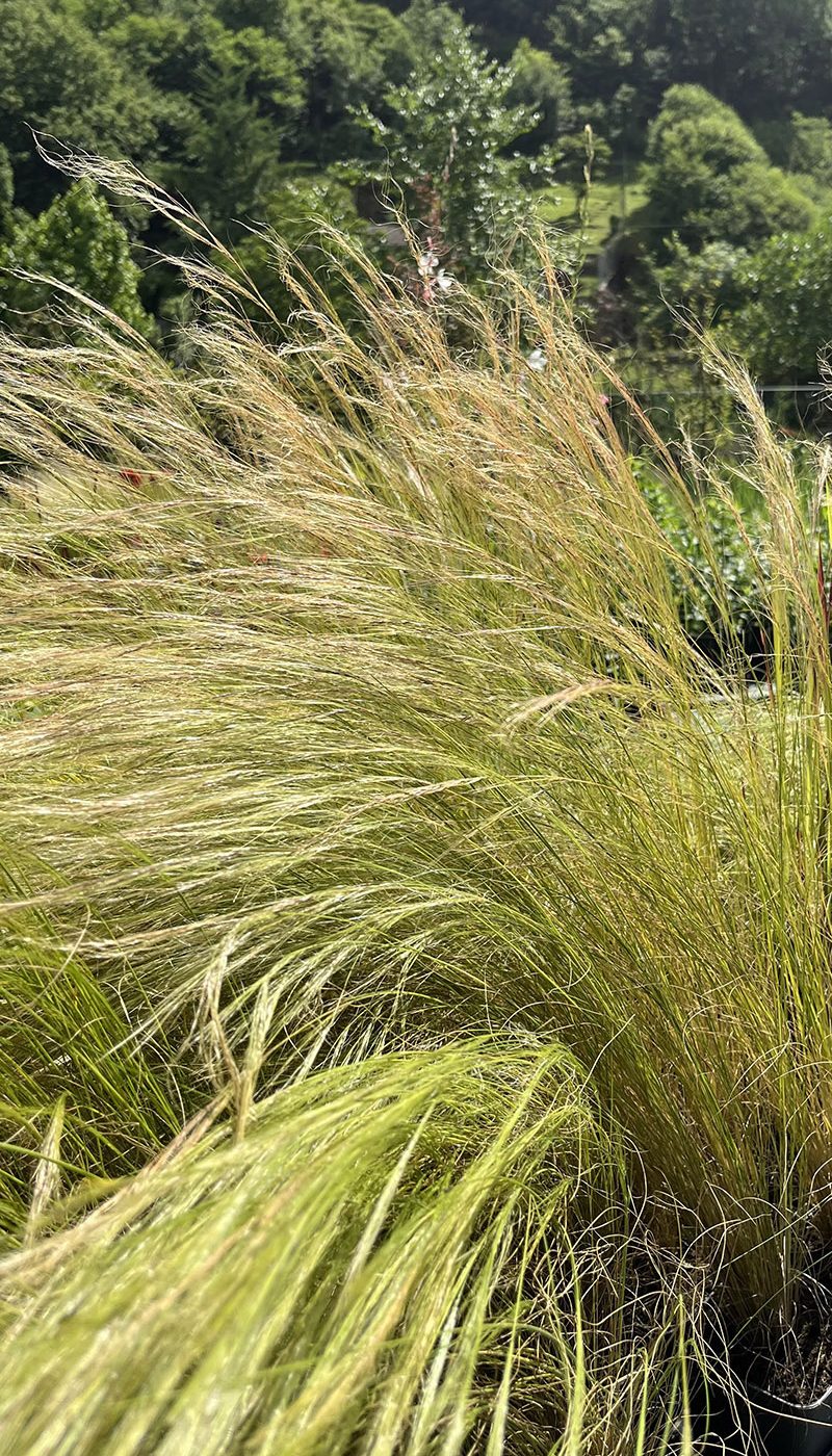 Stipa tenuissima