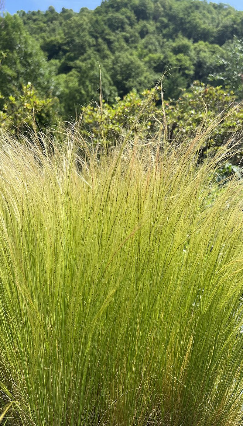 Stipa tenuissima