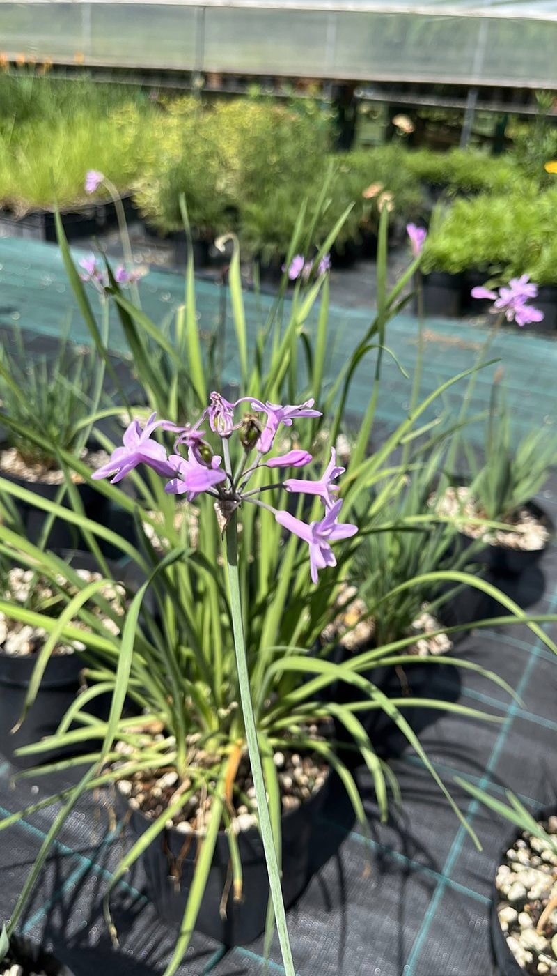 Tulbaghia violacea