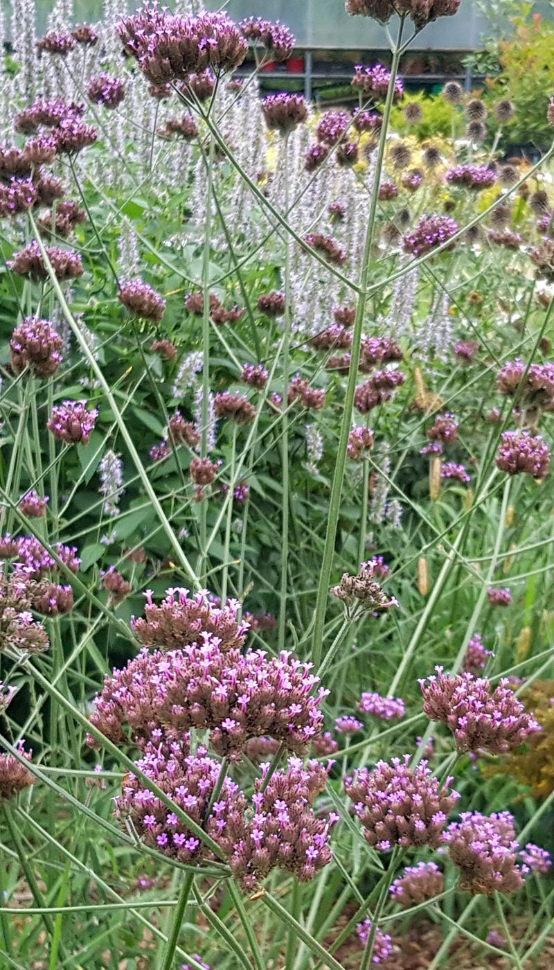 Verbena Bonariensis