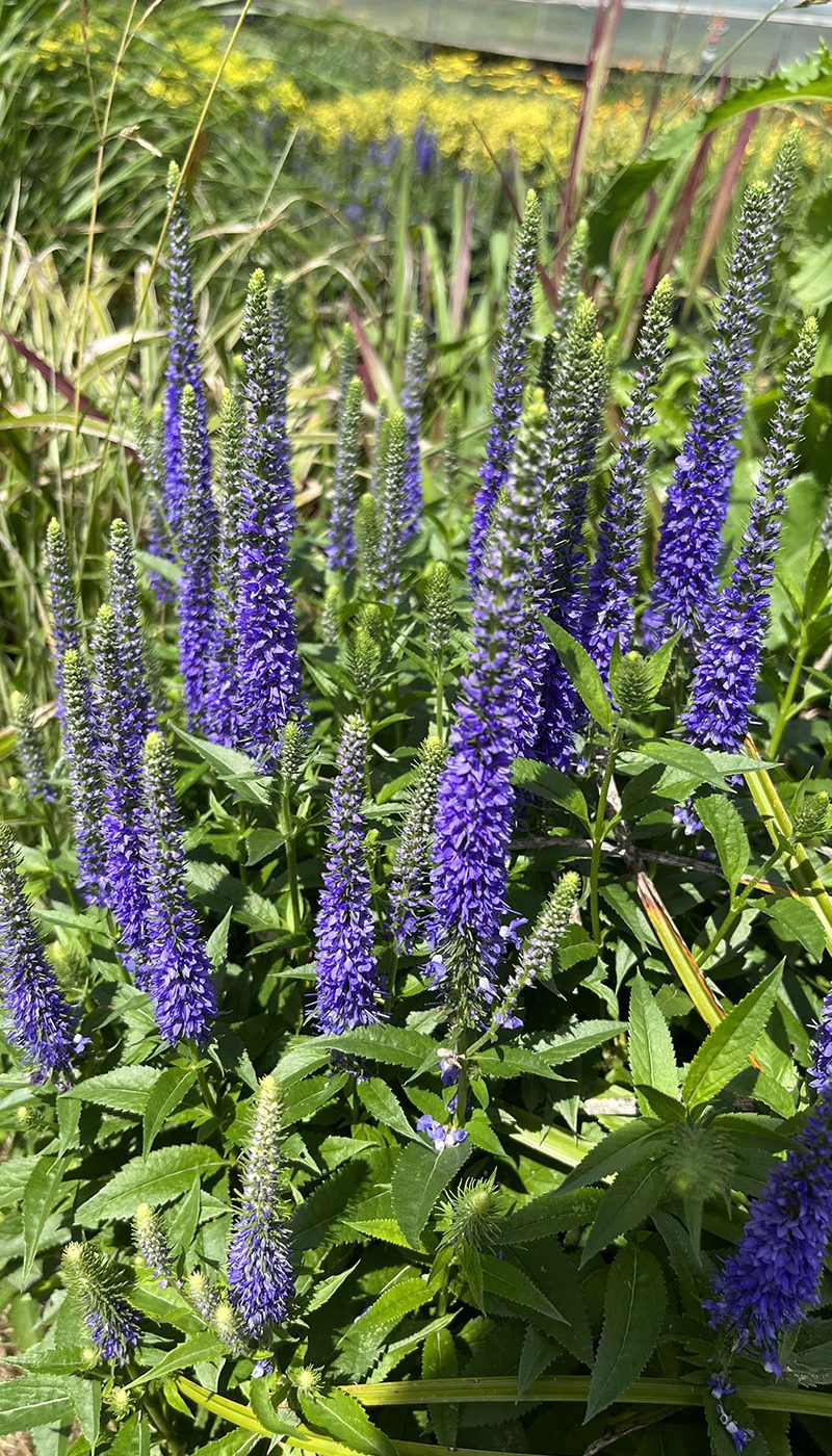 Veronica spicata