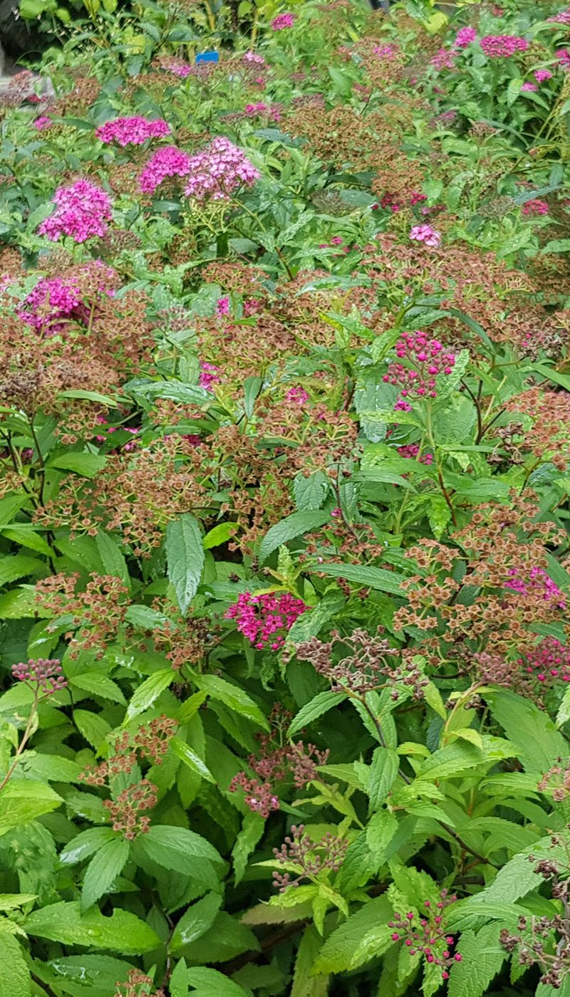 Spiraea japonica