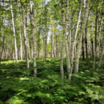 Nel 2025 si dovrebbe piantare per comunità vegetali