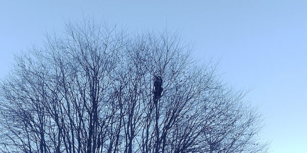 Potatura tree climbing Potatura tree climbing