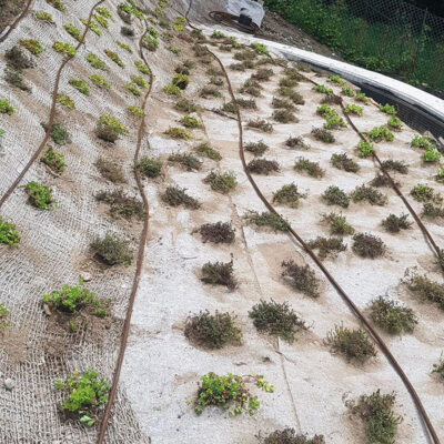 versante inclinato con essenze alpine tappezzanti a bassa manutenzione