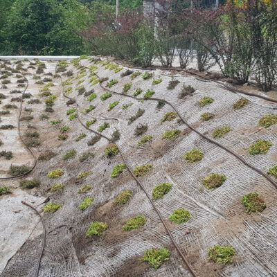 versante inclinato con essenze alpine tappezzanti a bassa manutenzione