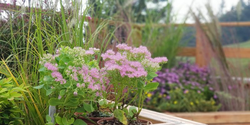 florilegium_allestimenti in stile naturale