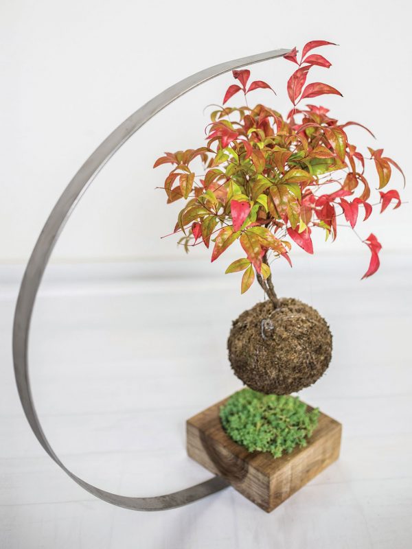 mossfera kokedama (3) mossfera kokedama (3)