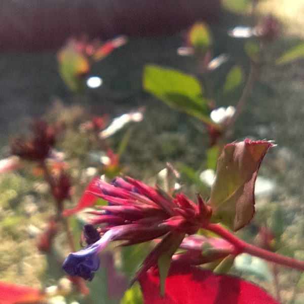 progetto ossola giardini a orticolario 2025 (10)