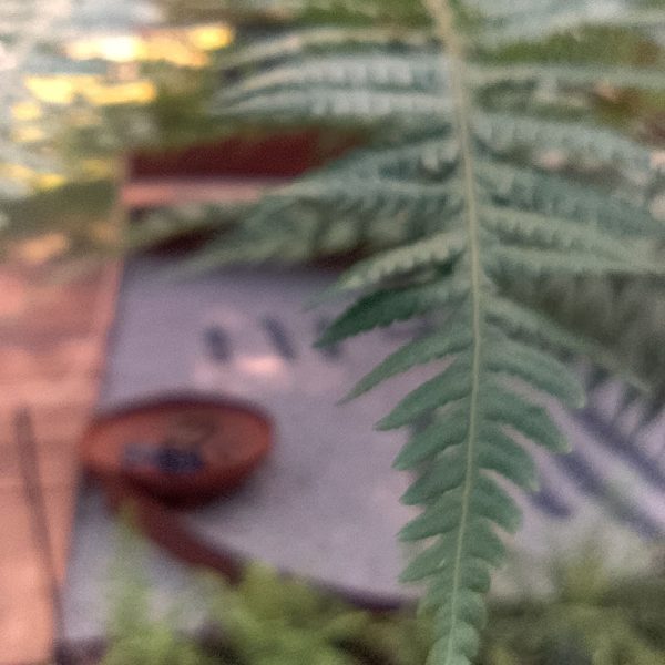 progetto ossola giardini a orticolario 2025 (13)