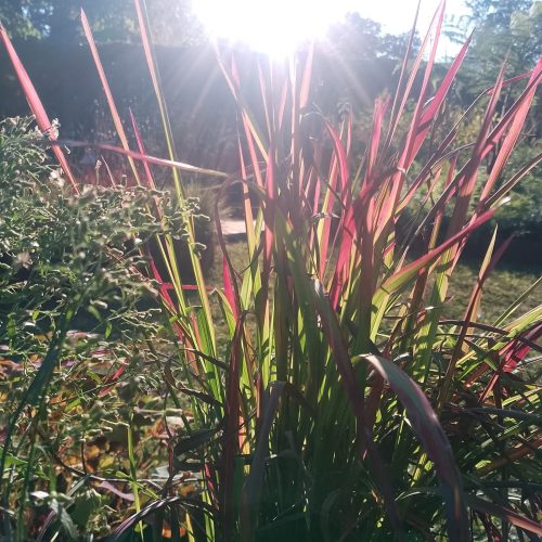 progetto ossola giardini a orticolario 2025 (16)